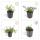 Rock garden perennial - Bellflower - Campanula poscharskyana Stella - 9cm pot