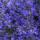 Rock garden perennial - Bellflower - Campanula poscharskyana Stella - 9cm pot