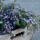 Rock garden perennial - Bellflower - Campanula poscharskyana Stella - 9cm pot