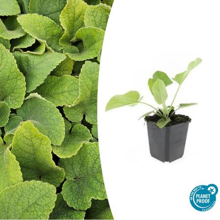Ground cover - Russells fireweed - Phlomis russeliana - 9cm pot