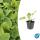 Ground cover - Russells fireweed - Phlomis russeliana - 9cm pot