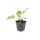 Ground cover - Russells fireweed - Phlomis russeliana - 9cm pot