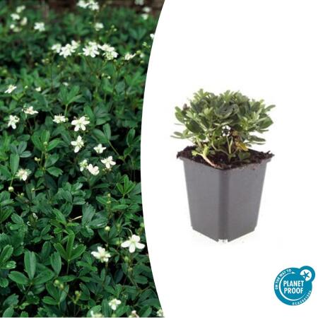 Bodendecker - Teppich-Fingerkraut - Potentilla tridentata Nuuk - 9cm Topf