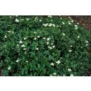 Bodendecker - Teppich-Fingerkraut - Potentilla tridentata Nuuk - 9cm Topf