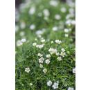 Bodendecker - Steingarten - Sternmoos - Sagina subulata - 9cm Topf