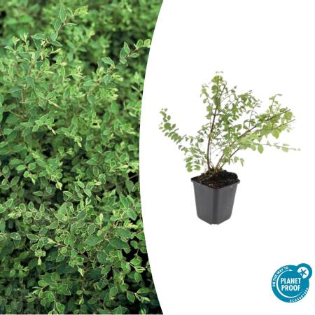 Ground cover - Low purple berry - Symphoricarpos chenaultii Hancock - 9cm pot
