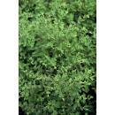 Ground cover - Low purple berry - Symphoricarpos chenaultii Hancock - 9cm pot