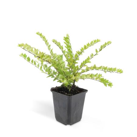 philodendron rojo congo ikea Rojo Congo Philodendron main image 0