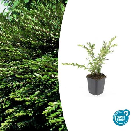 Couvre-sol - Myrte des talus - Chèvrefeuille - Lonicera pileata - Pot 9cm