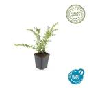 Couvre-sol - Myrte des talus - Chèvrefeuille - Lonicera pileata - Pot 9cm