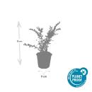 Couvre-sol - Myrte des talus - Chèvrefeuille - Lonicera pileata - Pot 9cm