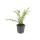 Couvre-sol - Myrte des talus - Chèvrefeuille - Lonicera pileata - Pot 9cm