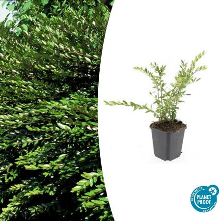 Ground cover - Slope myrtle - Honeysuckle - Lonicera pileata Purple Pearl - 9cm pot