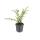 Ground cover - Slope myrtle - Honeysuckle - Lonicera pileata Purple Pearl - 9cm pot