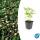 Ground cover - Wild strawberry - Fragaria vesca - 9cm pot