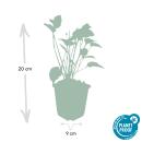 Candle knotweed - Persicaria amplexicaulis - Bistorta - Hardy perennial - 9cm pot