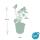 Candle knotweed - Persicaria amplexicaulis - Bistorta - Hardy perennial - 9cm pot