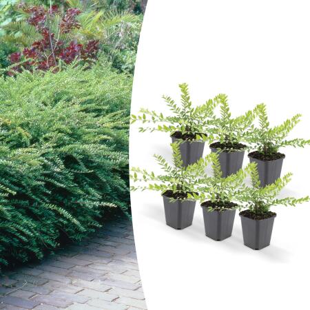 Bodendecker - Heckenmyrthe - Lonicera nitida Maigrün - 9cm Topf - Set mit 6 Pflanzen