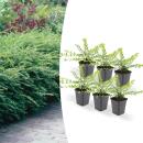 Bodendecker - Heckenmyrthe - Lonicera nitida Maigrün - 9cm Topf - Set mit 6 Pflanzen