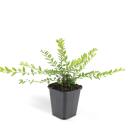 Bodendecker - Heckenmyrthe - Lonicera nitida Maigrün - 9cm Topf - Set mit 6 Pflanzen