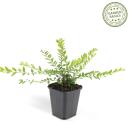 Bodendecker - Heckenmyrthe - Lonicera nitida Maigrün - 9cm Topf - Set mit 6 Pflanzen