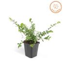 Bodendecker - Heckenmyrthe - Lonicera nitida Maigrün - 9cm Topf - Set mit 6 Pflanzen