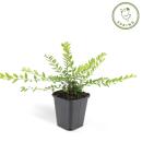 Bodendecker - Heckenmyrthe - Lonicera nitida Maigrün - 9cm Topf - Set mit 6 Pflanzen