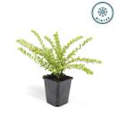 Bodendecker - Heckenmyrthe - Lonicera nitida Maigrün - 9cm Topf - Set mit 6 Pflanzen