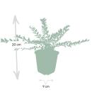 Bodendecker - Heckenmyrthe - Lonicera nitida Maigrün - 9cm Topf - Set mit 6 Pflanzen