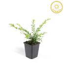 Bodendecker - Heckenmyrthe - Lonicera nitida Maigrün - 9cm Topf - Set mit 6 Pflanzen