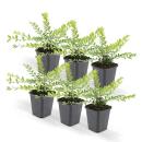 Bodendecker - Heckenmyrthe - Lonicera nitida Maigrün - 9cm Topf - Set mit 6 Pflanzen