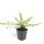 Bodendecker - Heckenmyrthe - Lonicera nitida Maigrün - 9cm Topf - Set mit 6 Pflanzen