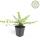 Bodendecker - Heckenmyrthe - Lonicera nitida Maigrün - 9cm Topf - Set mit 6 Pflanzen