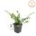Bodendecker - Heckenmyrthe - Lonicera nitida Maigrün - 9cm Topf - Set mit 6 Pflanzen