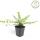 Bodendecker - Heckenmyrthe - Lonicera nitida Maigrün - 9cm Topf - Set mit 6 Pflanzen
