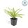Bodendecker - Heckenmyrthe - Lonicera nitida Maigrün - 9cm Topf - Set mit 6 Pflanzen