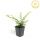 Bodendecker - Heckenmyrthe - Lonicera nitida Maigrün - 9cm Topf - Set mit 6 Pflanzen