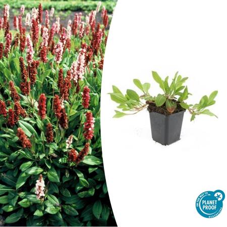 Ground cover - Snail knotweed - Persicaria affinis Darjeeling Red - Bistorta - 9cm pot