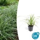 Herbe ornementale - Laiche japonaise - Carex morrowii Ice...