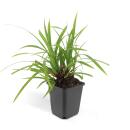 Ziergras - Japanische Teppich-Segge - Carex morrowii Irish Green - 9cm Topf - Set mit 6 Pflanzen