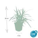 Ziergras - Japanische Teppich-Segge - Carex morrowii Irish Green - 9cm Topf - Set mit 6 Pflanzen