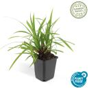 Ziergras - Japanische Teppich-Segge - Carex morrowii Irish Green - 9cm Topf - Set mit 6 Pflanzen