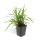 Ziergras - Japanische Teppich-Segge - Carex morrowii Irish Green - 9cm Topf - Set mit 6 Pflanzen