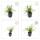 Ziergras - Japanische Teppich-Segge - Carex morrowii Irish Green - 9cm Topf - Set mit 6 Pflanzen