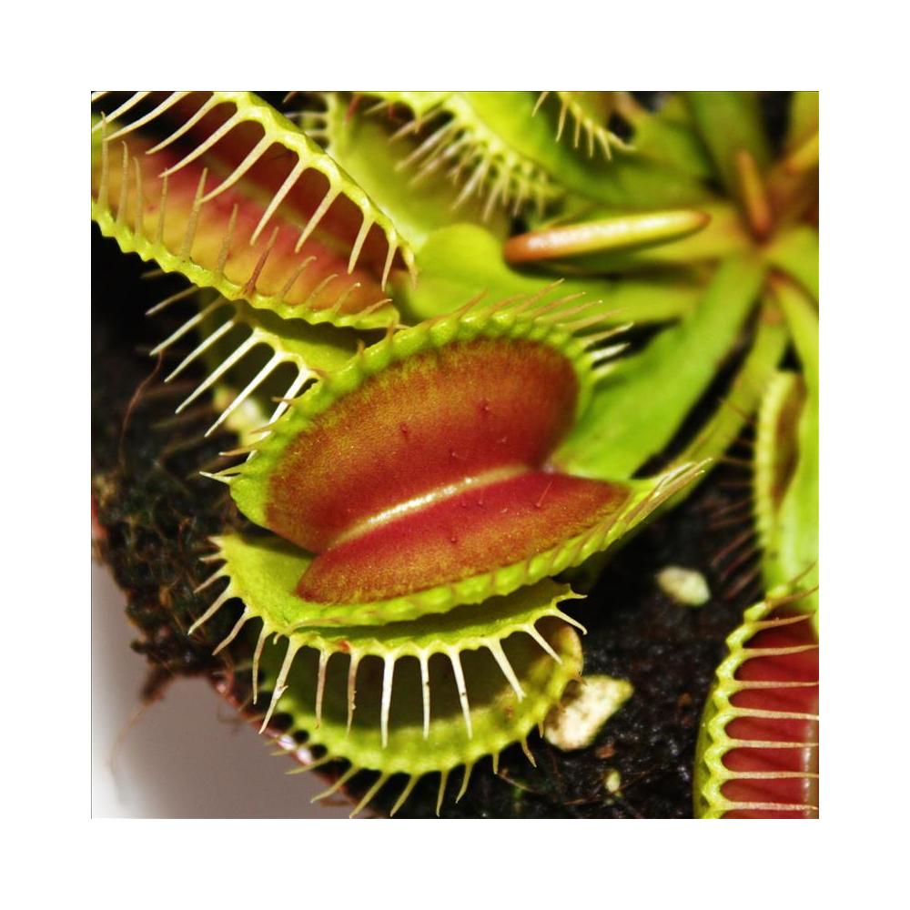  Venus Flytrap Dionaea muscipula  12cm pot