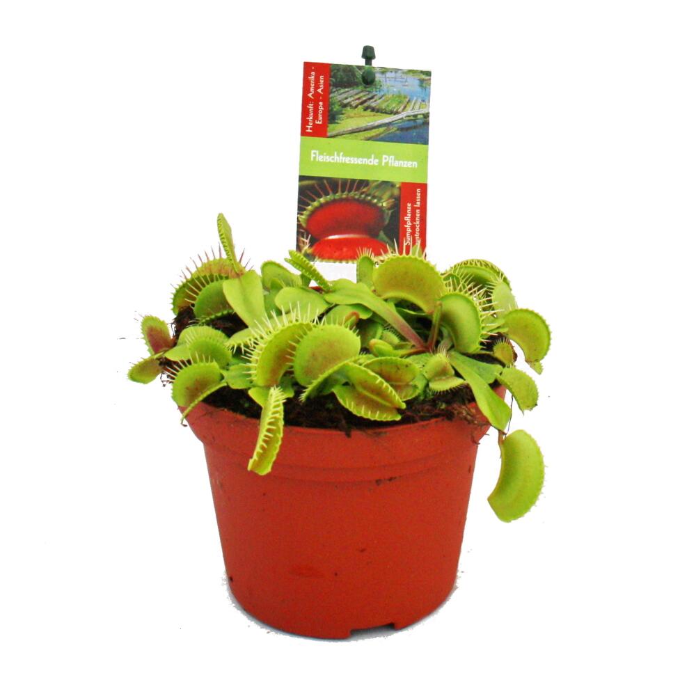 Venus Flytrap Dionaea Muscipula 12cm Pot