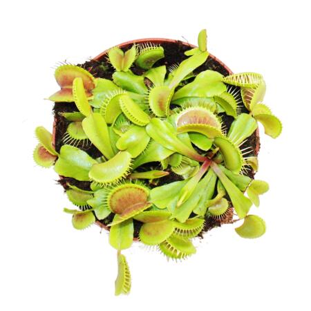 Fleischfressende Pflanzen Und Zubehör - Dionaea Muscipula