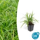 Herbe ornementale - Laiche japonaise - Carex morrowii...