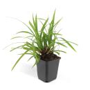 Herbe ornementale - Laiche japonaise - Carex morrowii...