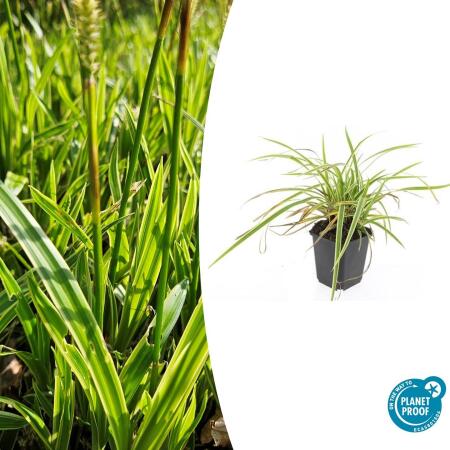 Ornamental grass - Golden-edged sedge - Carex morrowii Aureovariegata - 9cm pot
